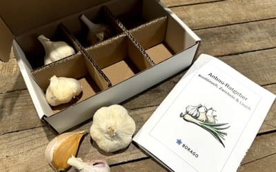 Knoblauch Box