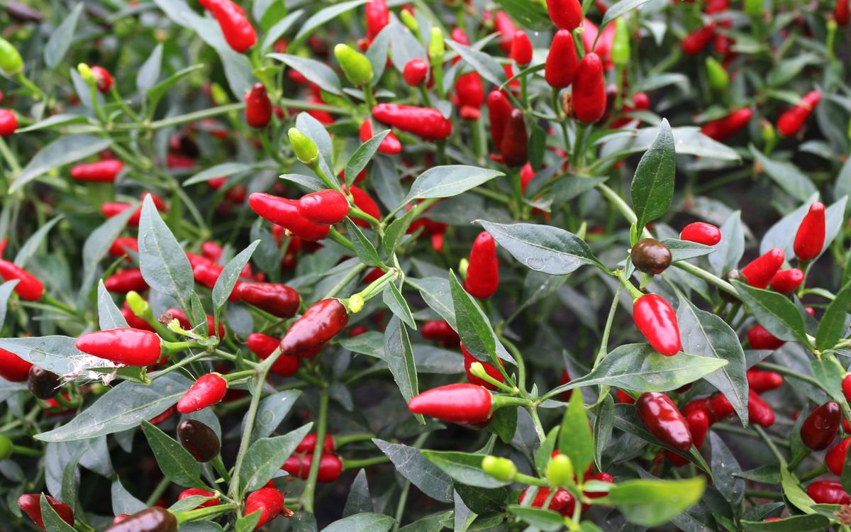 Thai Chili