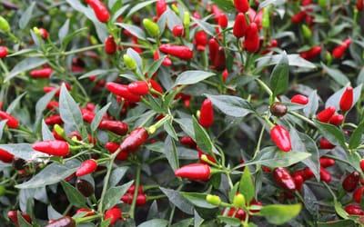 Thai Chili