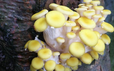 Limonenpilz - Dübel
