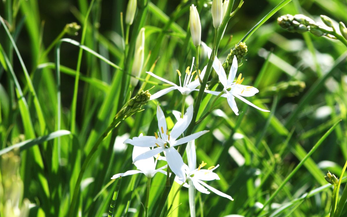 Traubige Graslilie