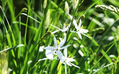 Traubige Graslilie