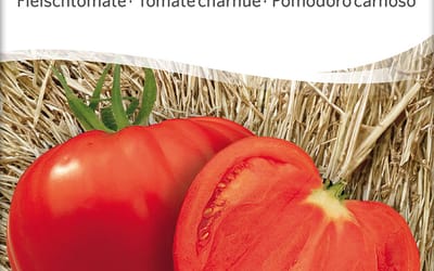 Fleischtomate Coeur de Boeuf Cardinal 