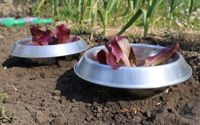 Schneckenkragen - Metall - 3er Pack