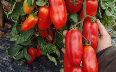 San Marzano