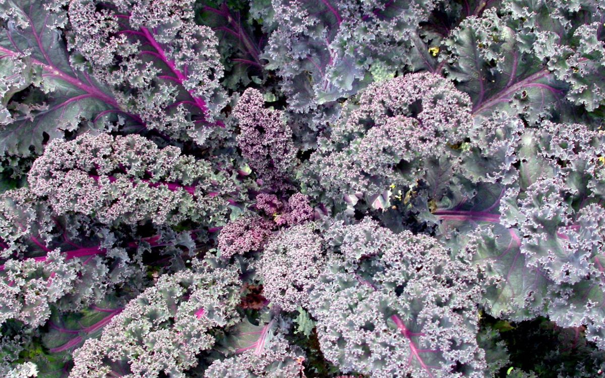 Roter Grünkohl Rosco