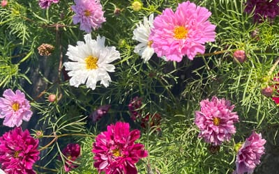 Cosmea, Double Click Assorted