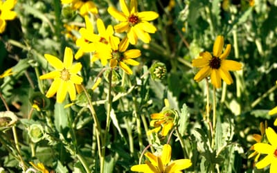 Schokoladenblume