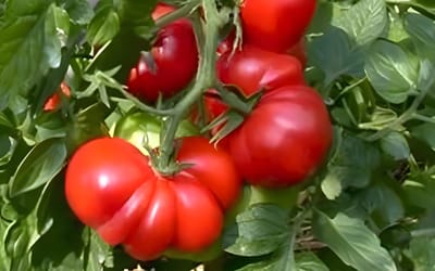 Tomate Trèfle du Togo