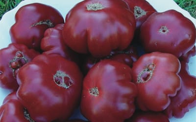 Purple Calabash
