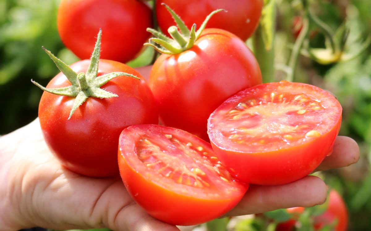 Salattomate Retillo