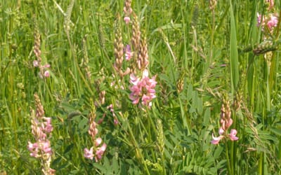 Esparsette - 25 g