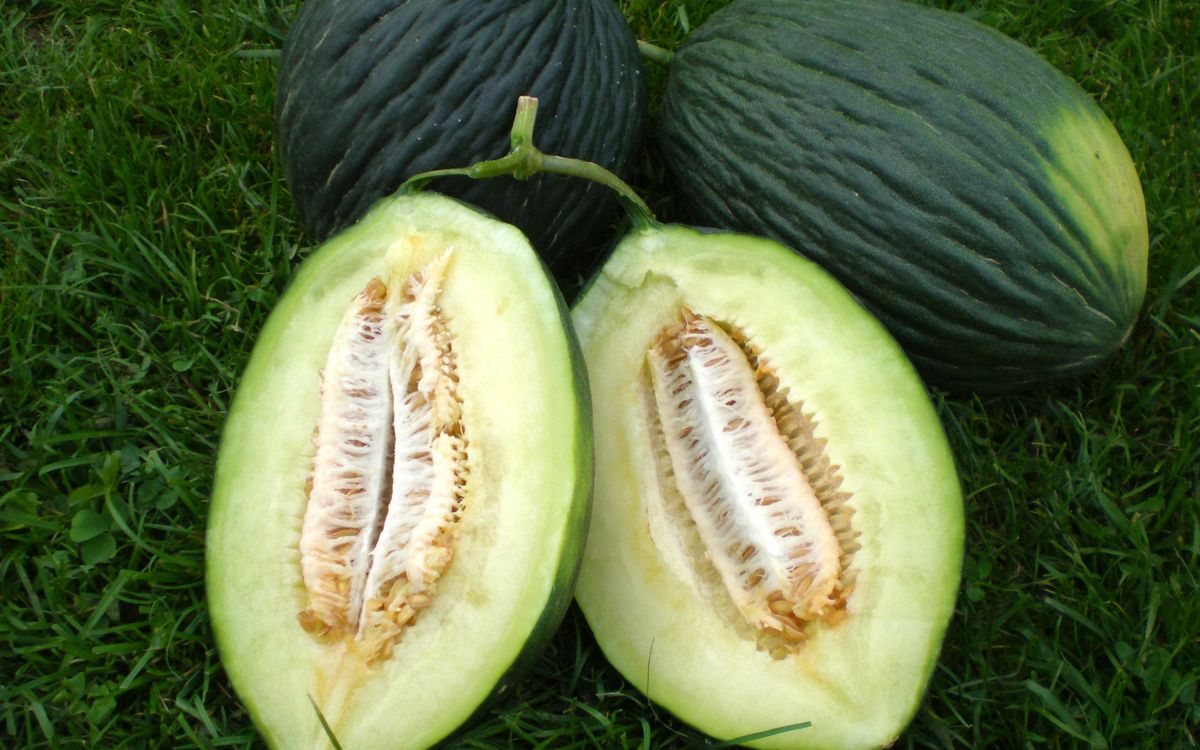 Zuckermelone Tendral negro tardio