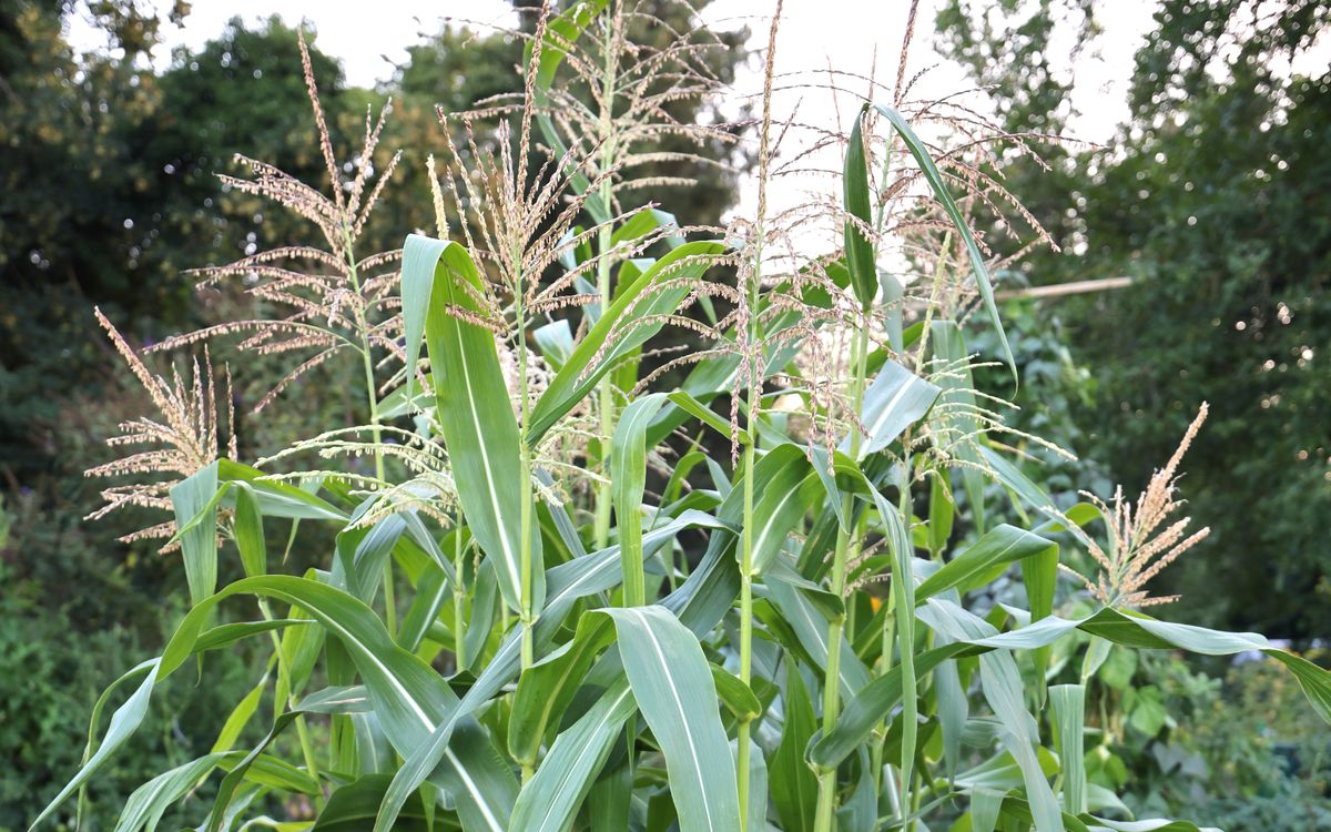 Mais - Männliche Blüten