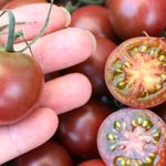 Cocktail- und Cherrytomaten