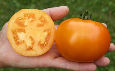 Fleischtomate Mandaline
