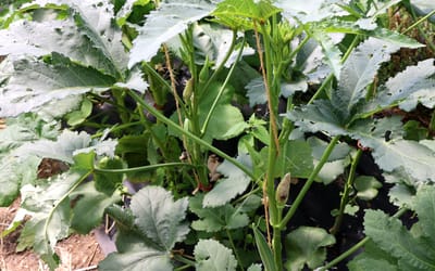 Okra
