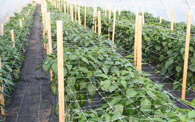 Rankgitter für Paprika und Chili (1 m)