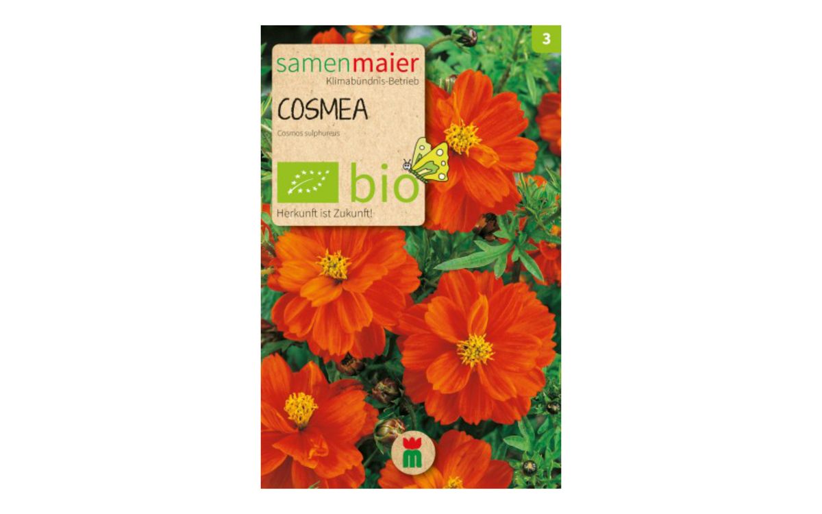 Cosmea Orange