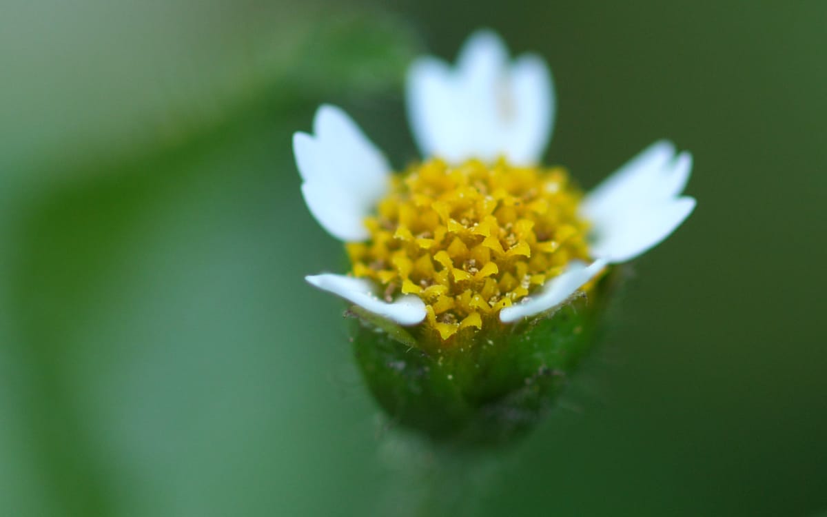 Franzosenkrautblüte