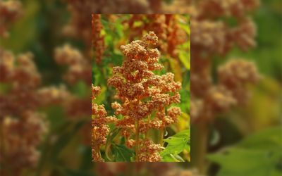 Quinoa Oro de Valle