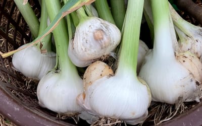 Spanischer Elefantenknoblauch