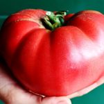 Fleischtomate