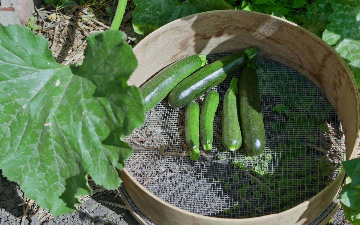 Kletterzucchini nach der Ernte