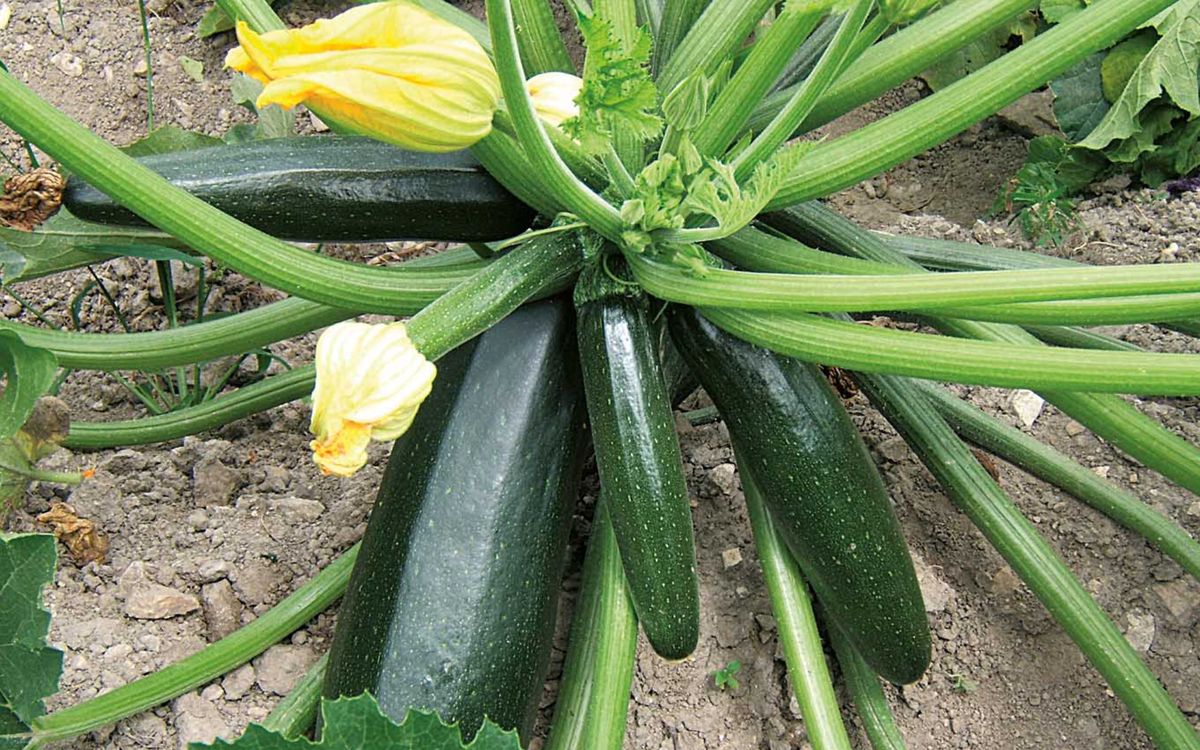 Zucchini Black Beauty