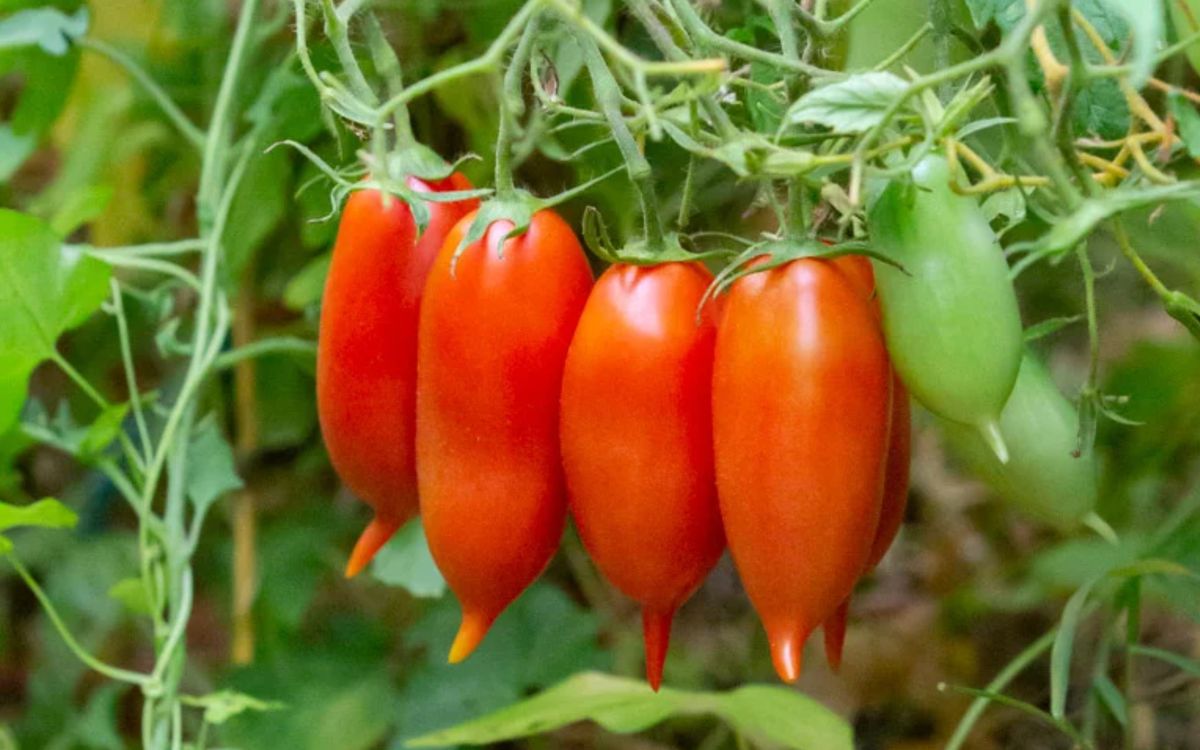 Tomate Handy Lady