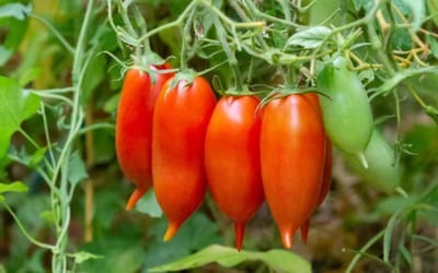 Tomate Handy Lady
