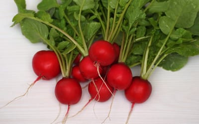 Cherry Belle