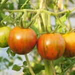 Tomatenwelt