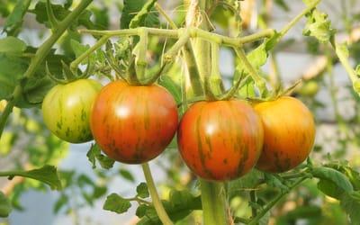 Tomatenwelt