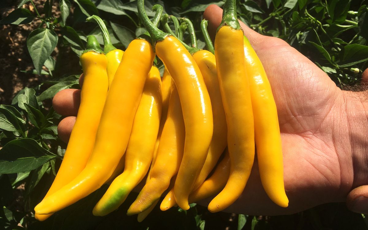 Chili Cayellow 