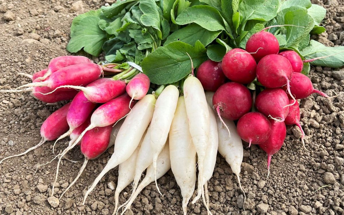 Radieschen Karussell