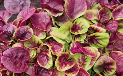 Chinese multicolor Spinach