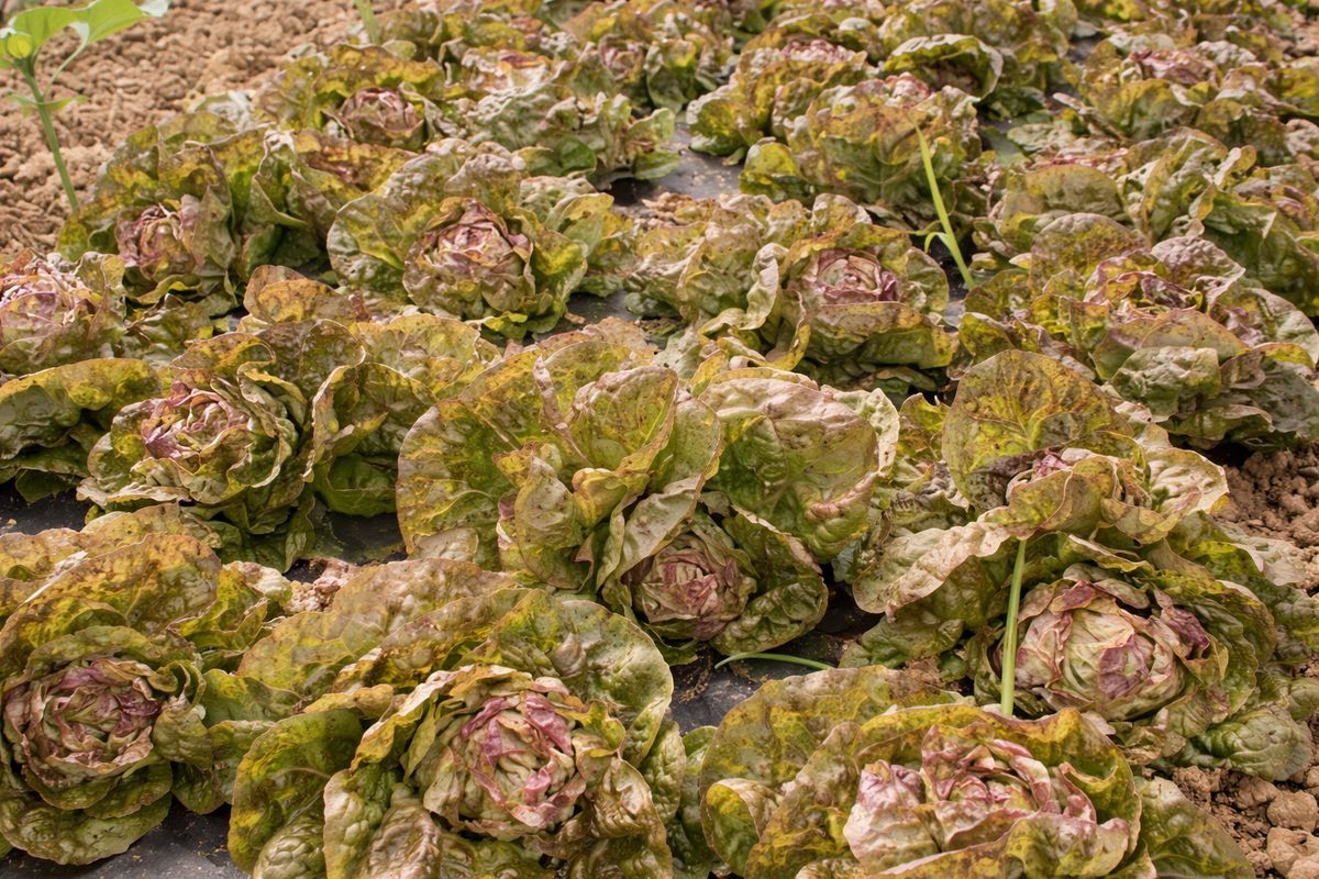 Rotblättriger Frühlingskopfsalat