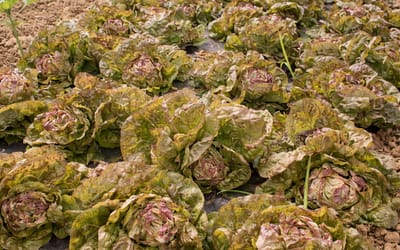 Rotblättriger Frühlingskopfsalat