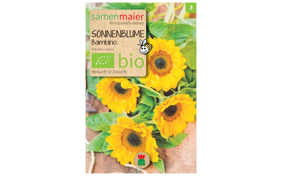 Sonnenblume Bambino