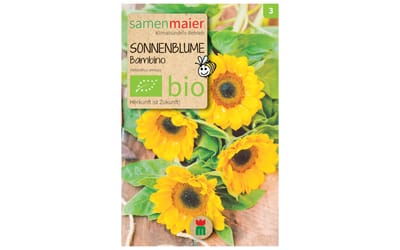 Sonnenblume Bambino