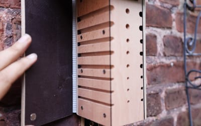 Wildbienen Beobachtungskasten