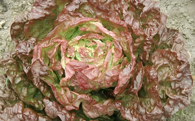 Merveille des quatre saisons