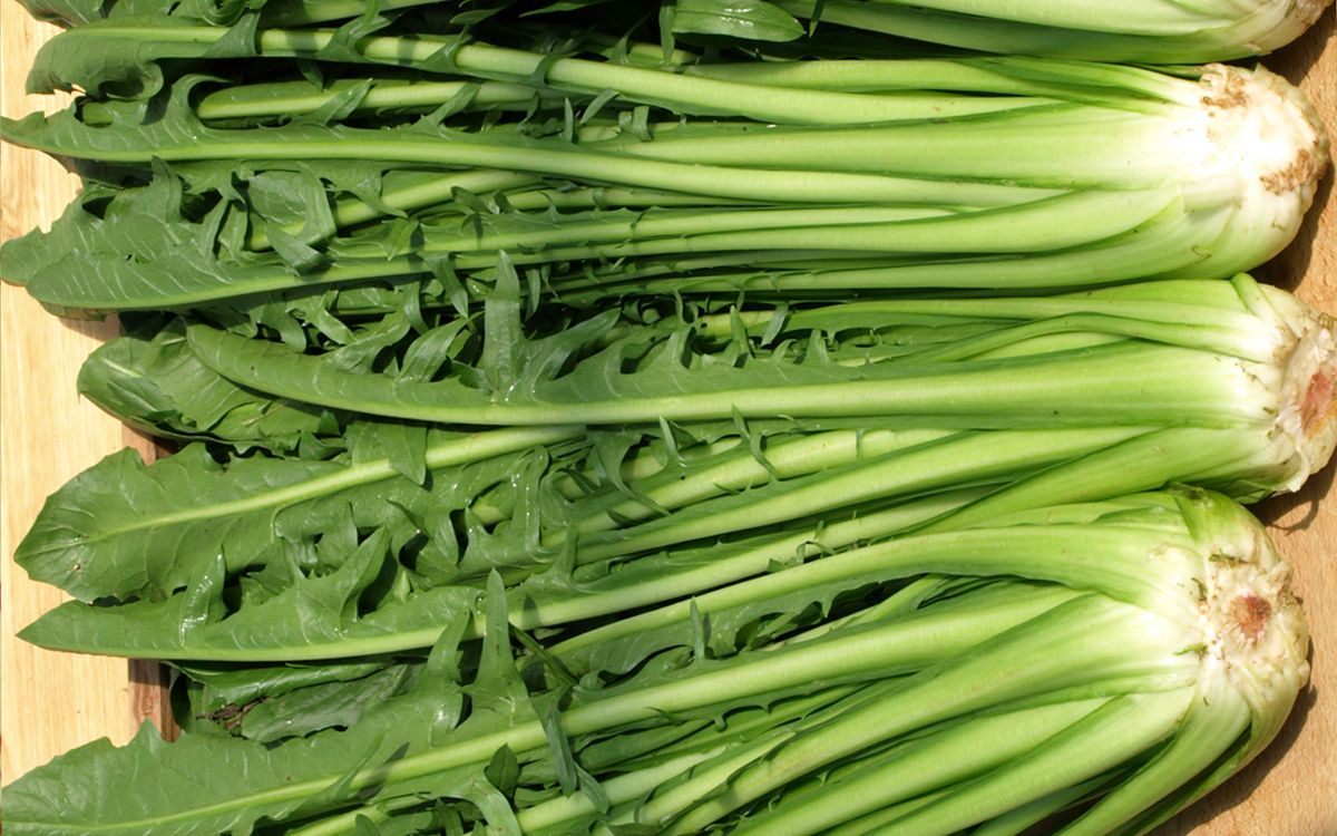 Radicchio Catalogna Aurelia
