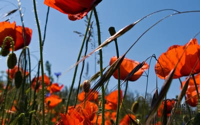 Klatschmohn