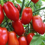 Roma-, Flaschen-, Pflaumentomaten
