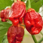 Paprika & Chili