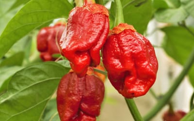 Paprika & Chili