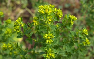 Johanniskraut