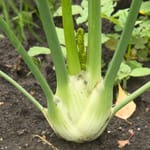 Fenchel